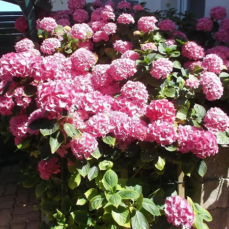 Les Troenes Casa vacanze